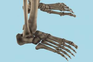 Human Skeleton Human Skeleton-6